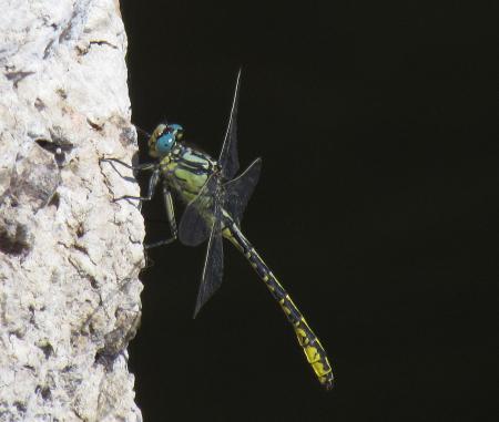 Gomphus graslinii (fot A Torralba)