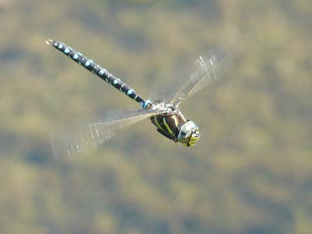 3ª Noticia individuo de Aeshna juncea